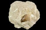 Fossil Mosasaur (Prognathodon) Tooth In Rock - Morocco #106497-1